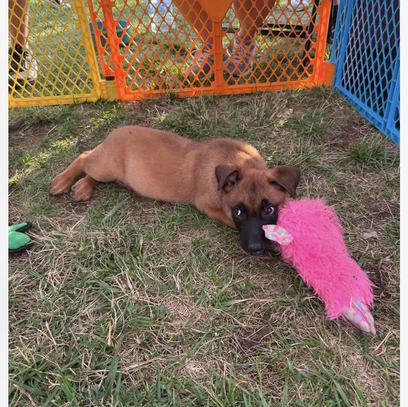 A baby medium-sized male Brown / Chocolate Belgian Shepherd / Malinois dog named Garrett for adoption in Kannapolis, NC