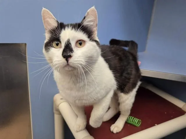 A young medium-sized female Domestic Short Hair cat named Minx for adoption in Martinez, CA
