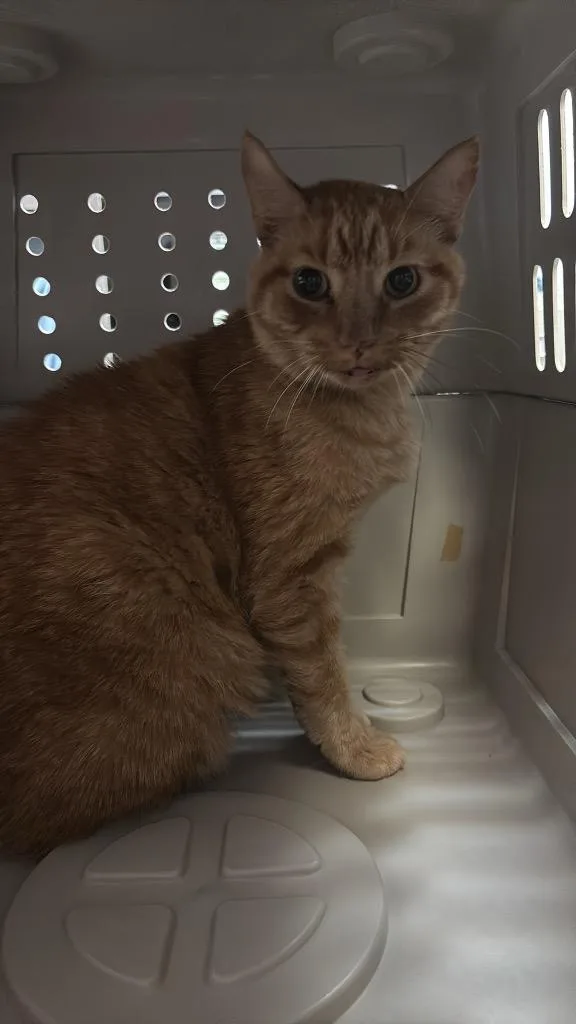 An adult large-sized male Domestic Short Hair cat named Oobie for adoption in New Braunfels, TX