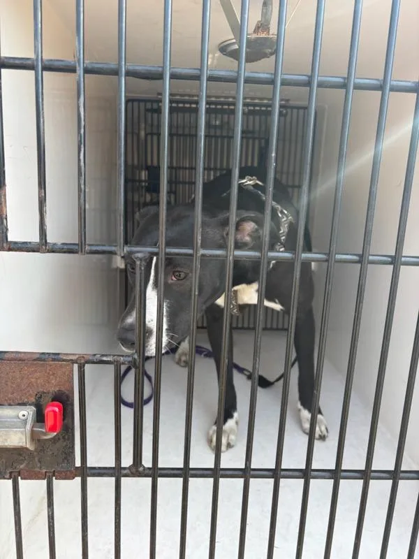 A young large-sized female Pit Bull Terrier dog named Precious for adoption in Troutdale, OR