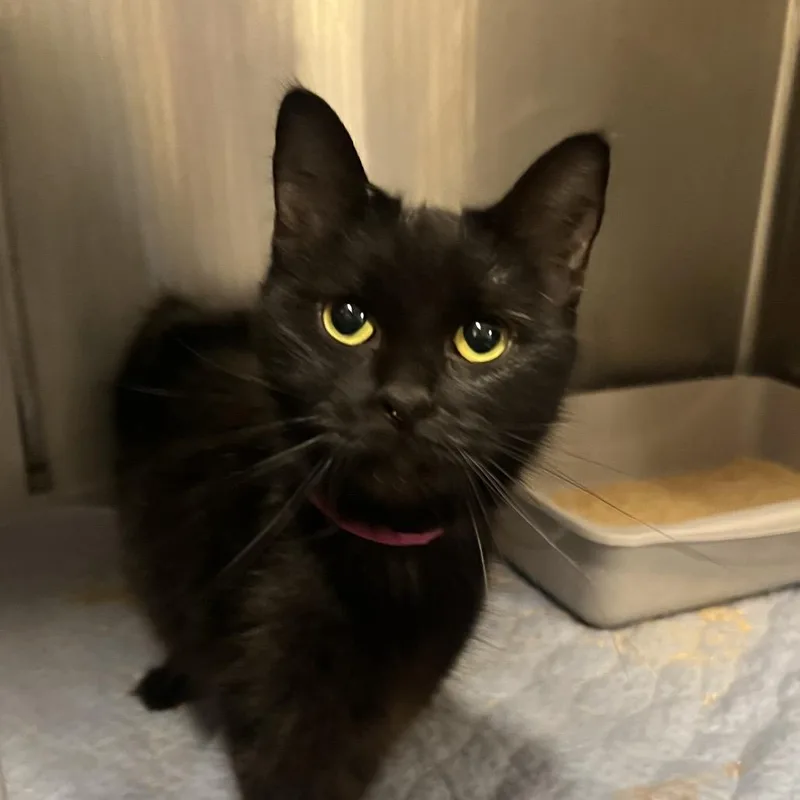 An adult medium-sized female Black Domestic Short Hair cat named Dumpling for adoption in Fairport, NY