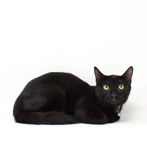 A baby medium-sized male Domestic Short Hair cat named Brave for adoption in Florence, AZ