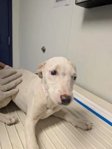 A baby small-sized female Terrier dog named Pup for adoption in Bakersfield, CA