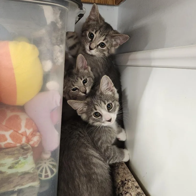 A baby small-sized male Gray / Blue / Silver Domestic Short Hair cat named Pharaoh for adoption in Delaware, OH