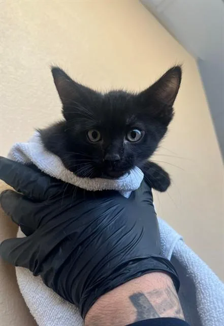 A baby small-sized male Domestic Short Hair cat named Firestone for adoption in Thousand Palms, CA