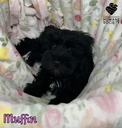 A baby small-sized female Schnauzer dog named Muffin for adoption in Heath, OH