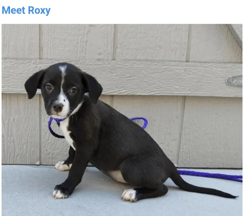Roxy