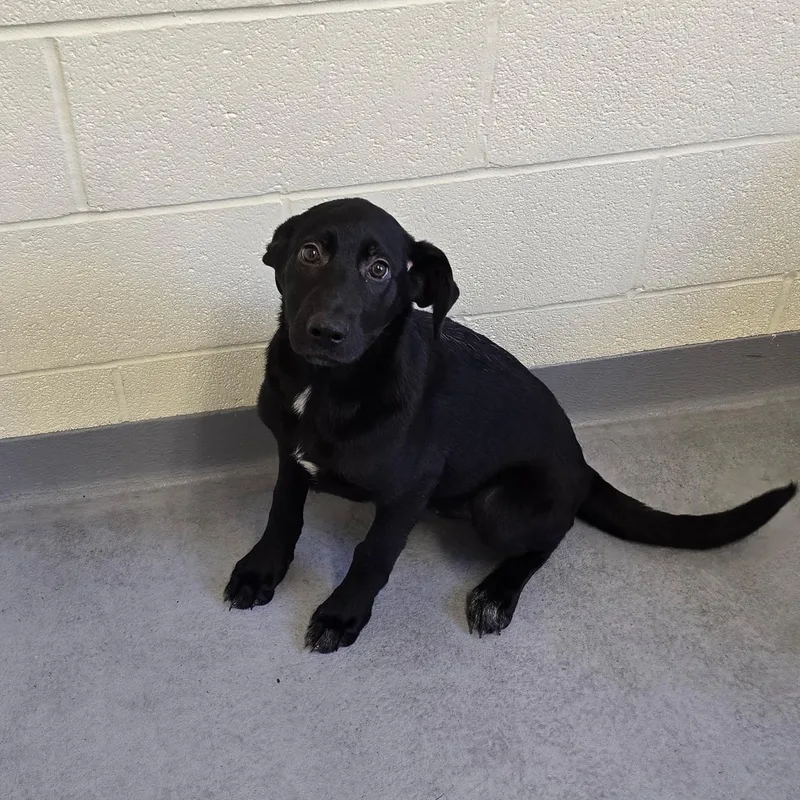 A young large-sized female Black Labrador Retriever dog named Nita for adoption in Glasgow, KY