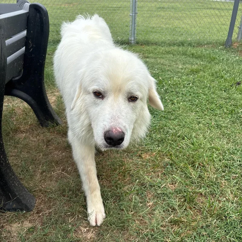 An adult extra large-sized male Great Pyrenees dog named Steve for adoption in Roxboro, NC