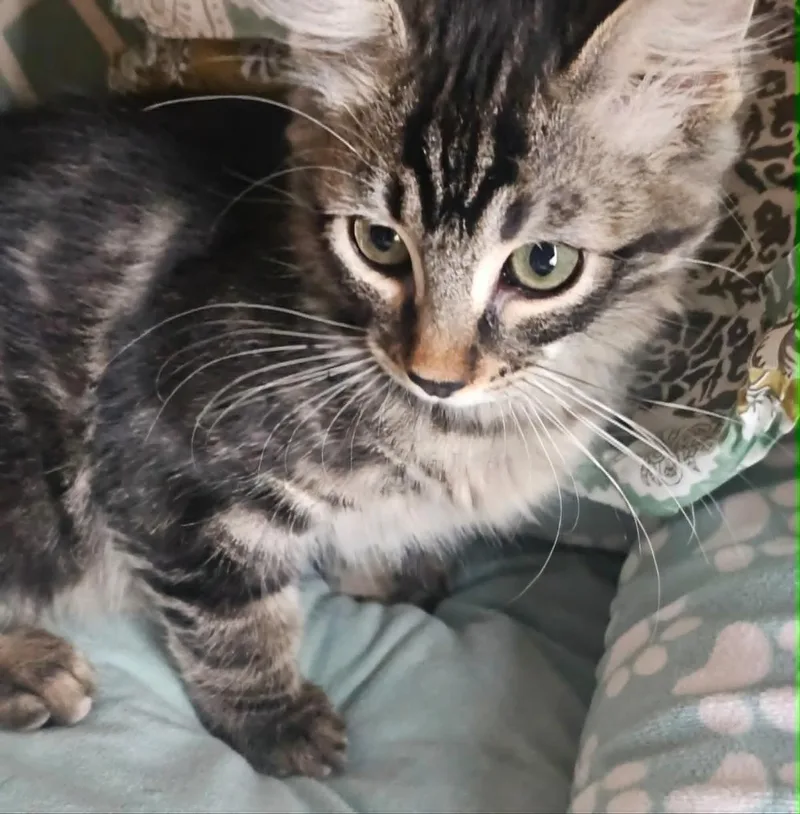 A baby small-sized female Black Tabby cat named Brue Streep for adoption in Chandler, AZ