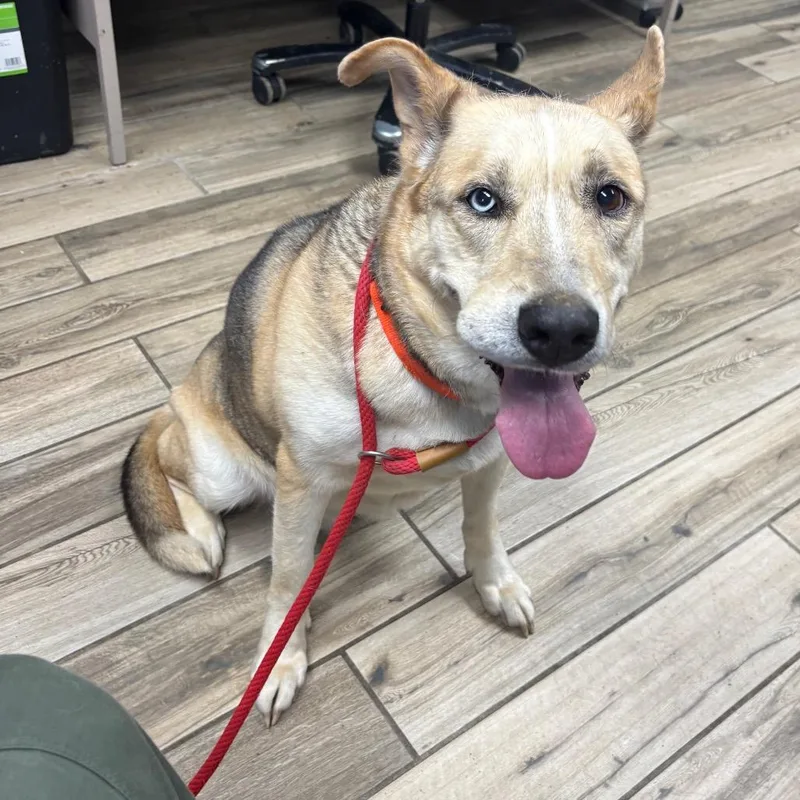 An adult large-sized female Yellow / Tan / Blond / Fawn Shepherd dog named Rose for adoption in Henderson, KY