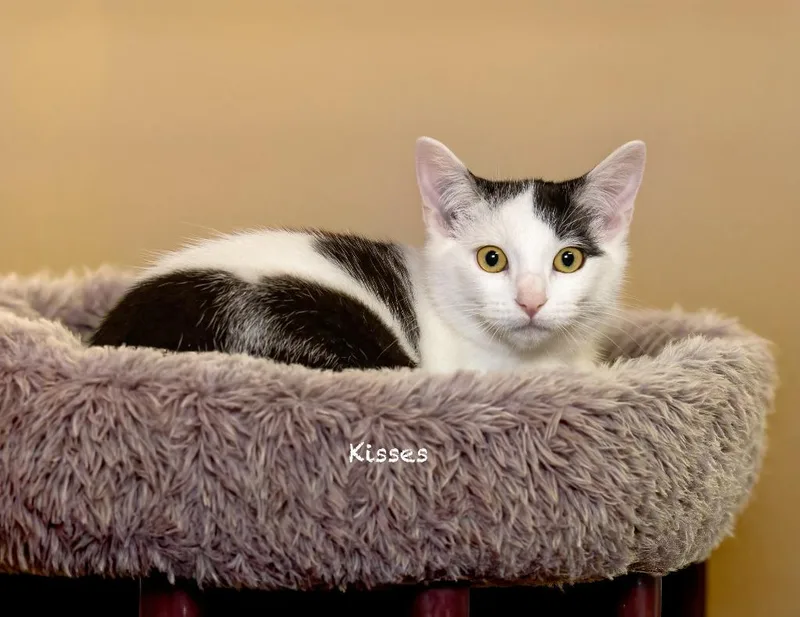 A baby medium-sized female Domestic Short Hair cat named Kisses for adoption in Hot Springs Village, AR