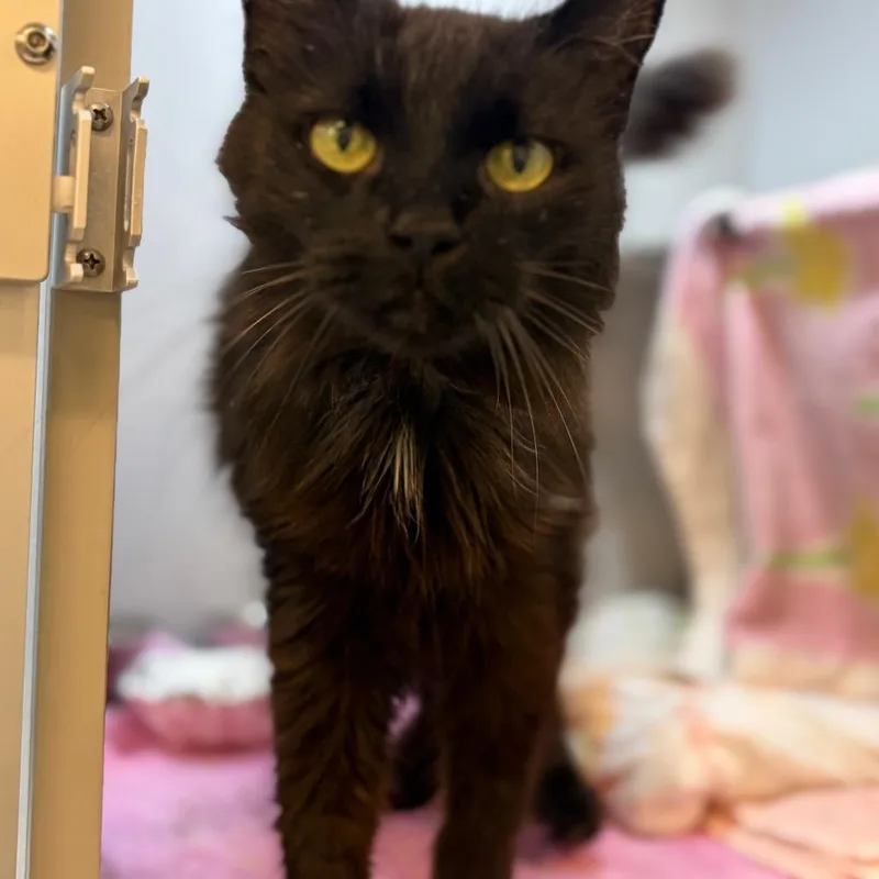A senior medium-sized female Domestic Medium Hair cat named Tang for adoption in Pittsburgh, PA