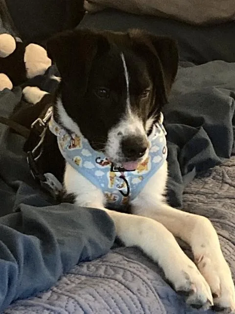 Finn