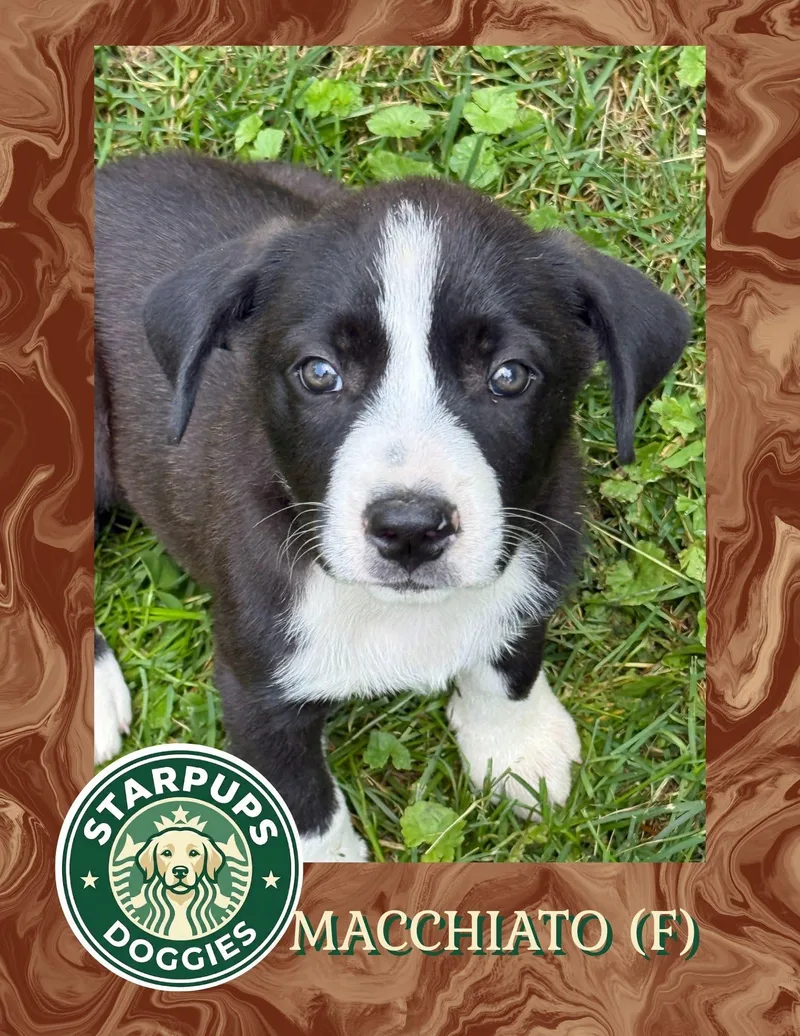 A baby medium-sized female Black Shepherd dog named Macchiato for adoption in Lewis Center, OH
