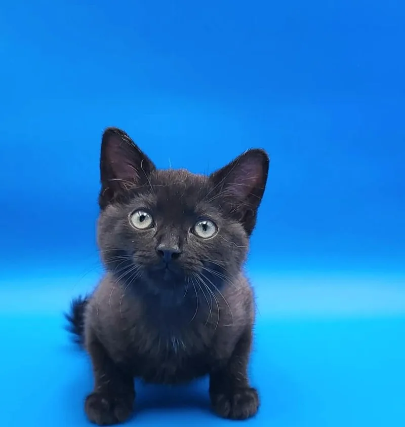 A baby small-sized female Domestic Short Hair cat named Stacy for adoption in Chicago, IL