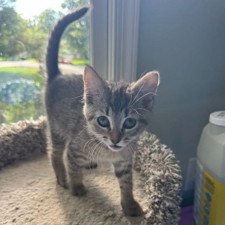 A baby small-sized female Brown / Chocolate Domestic Short Hair cat named Keeper of Blackmere for adoption in Fredericksburg, VA