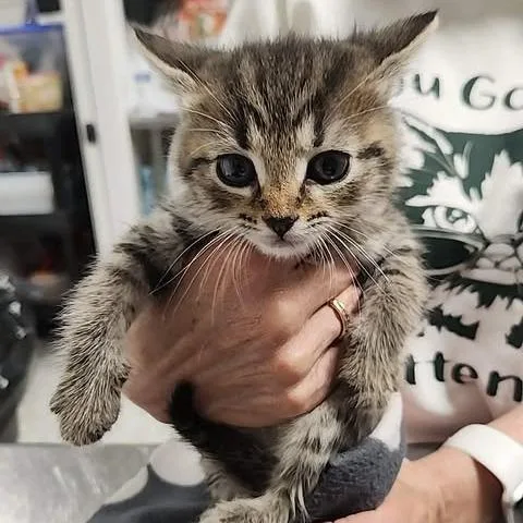 Keeper of Blackmere thumbnail 3