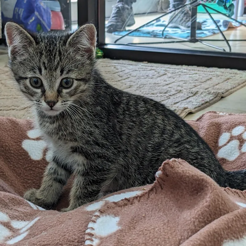 A baby small-sized male Brown / Chocolate Domestic Short Hair cat named Pecan Pl for adoption in Union, MO