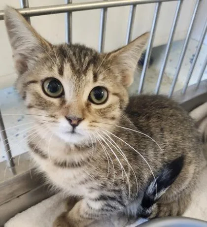 A young small-sized female Domestic Short Hair cat named Cola for adoption in Columbus, IN