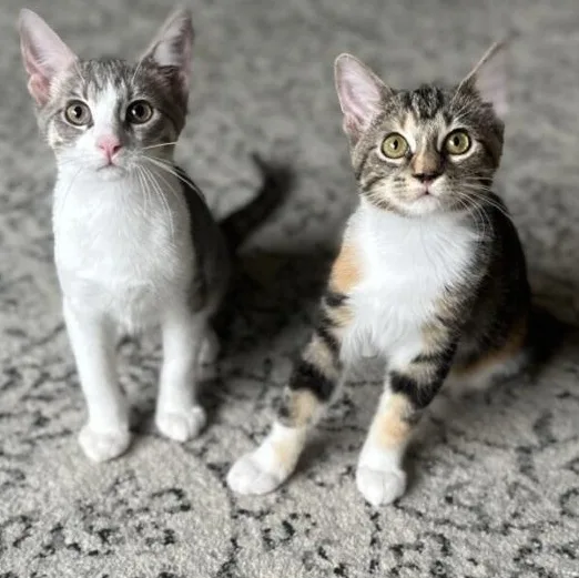 A baby small-sized female Calico cat named Trixie & Benson for adoption in Kenosha, WI