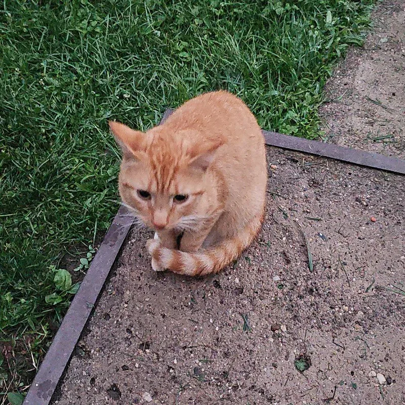 Copper