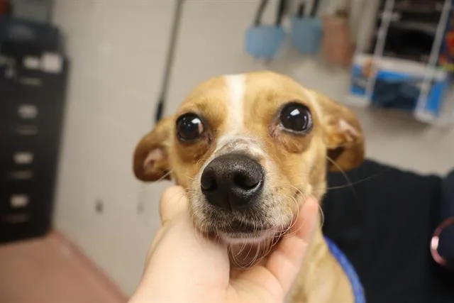 A young small-sized female Mixed Breed dog named Panda for adoption in Columbia, SC