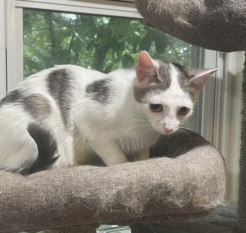 An adult medium-sized female Gray & White Domestic Short Hair cat named Tempi for adoption in Dayton, OH