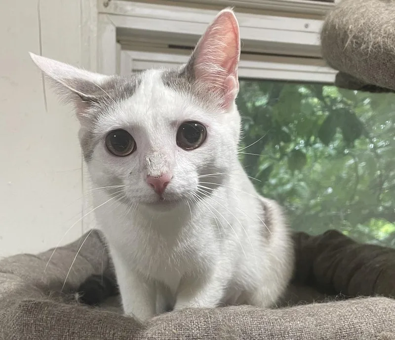 Tempi thumbnail 3