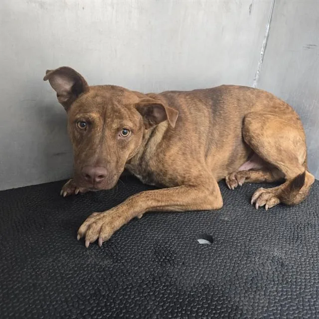 A young medium-sized male Black Mouth Cur dog named Tootsie Roll for adoption in Conroe, TX