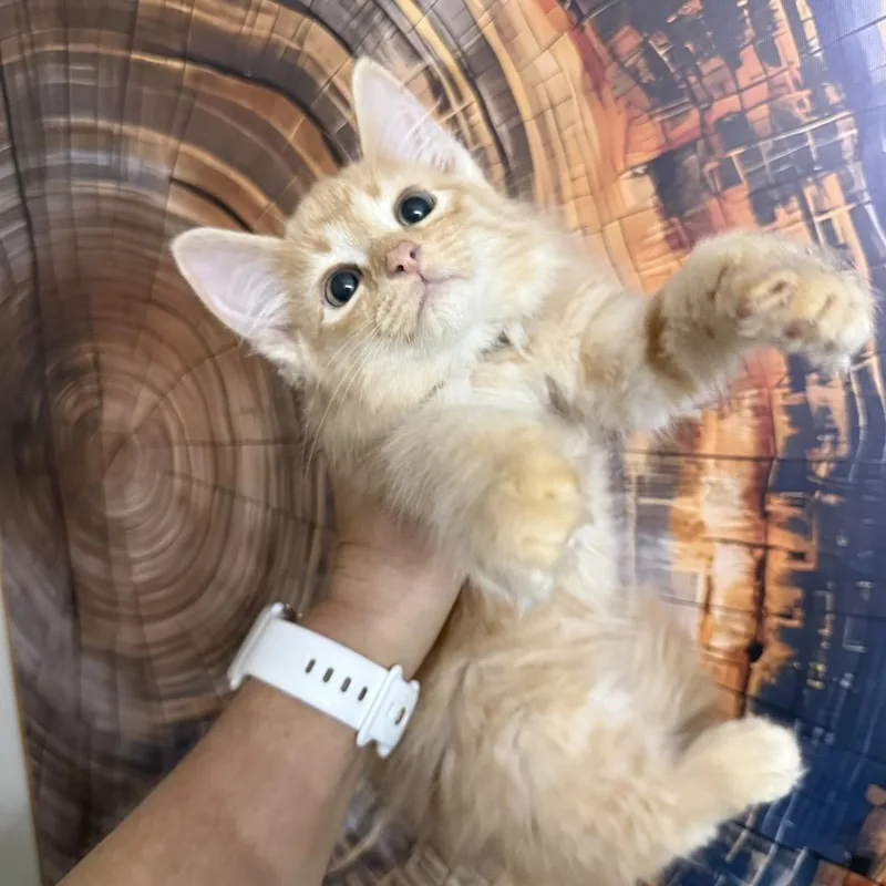 A baby small-sized male Domestic Long Hair cat named FrankNFurter for adoption in Roselle, IL