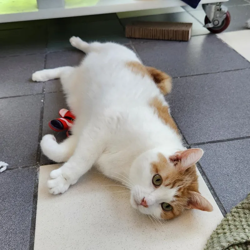 A senior large-sized male White Domestic Short Hair cat named Nemo for adoption in Grand Rapids, MI