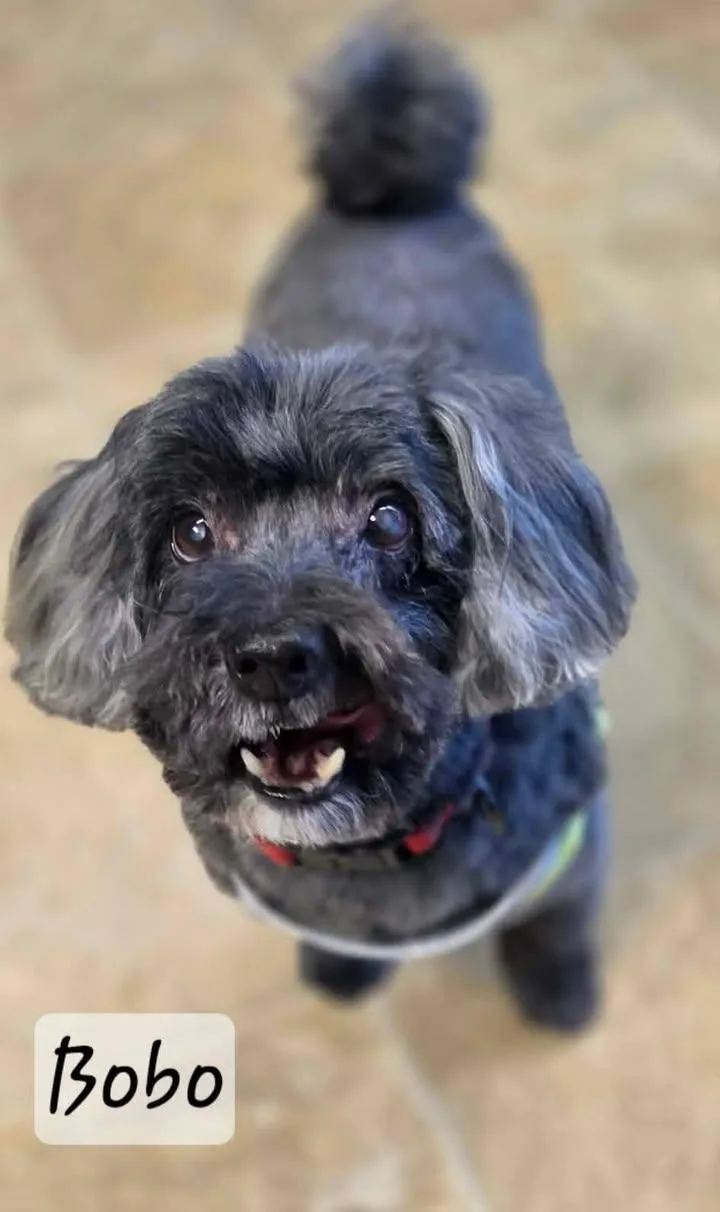 Bobo thumbnail 5