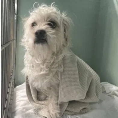 An adult small-sized male White / Cream Mixed Breed dog named Max for adoption in New York, NY