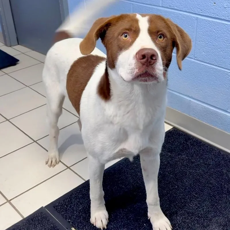An adult large-sized male Red / Chestnut / Orange Mixed Breed dog named Woody for adoption in Washington Township, OH