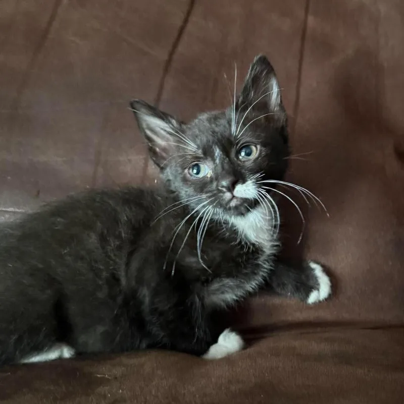 A young small-sized female Domestic Short Hair cat named Aria for adoption in Randolph, AL