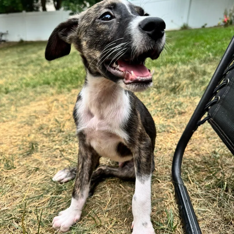 A baby medium-sized male Brindle Mixed Breed dog named Johnny Cash for adoption in Baldwin, MD