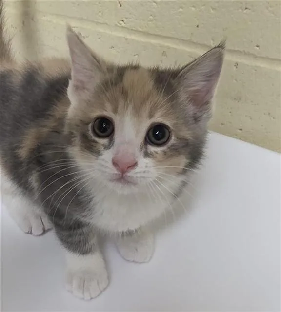 A baby small-sized female Domestic Short Hair cat named Eden for adoption in Sacramento, CA