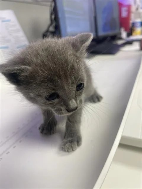 A baby small-sized male Domestic Short Hair cat named Macho for adoption in Rosenberg, TX
