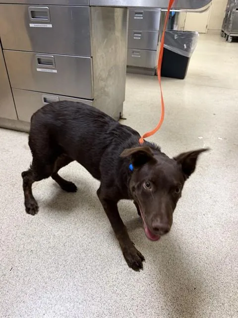 A baby medium-sized male Labrador Retriever dog named Rocky for adoption in Riverside, CA