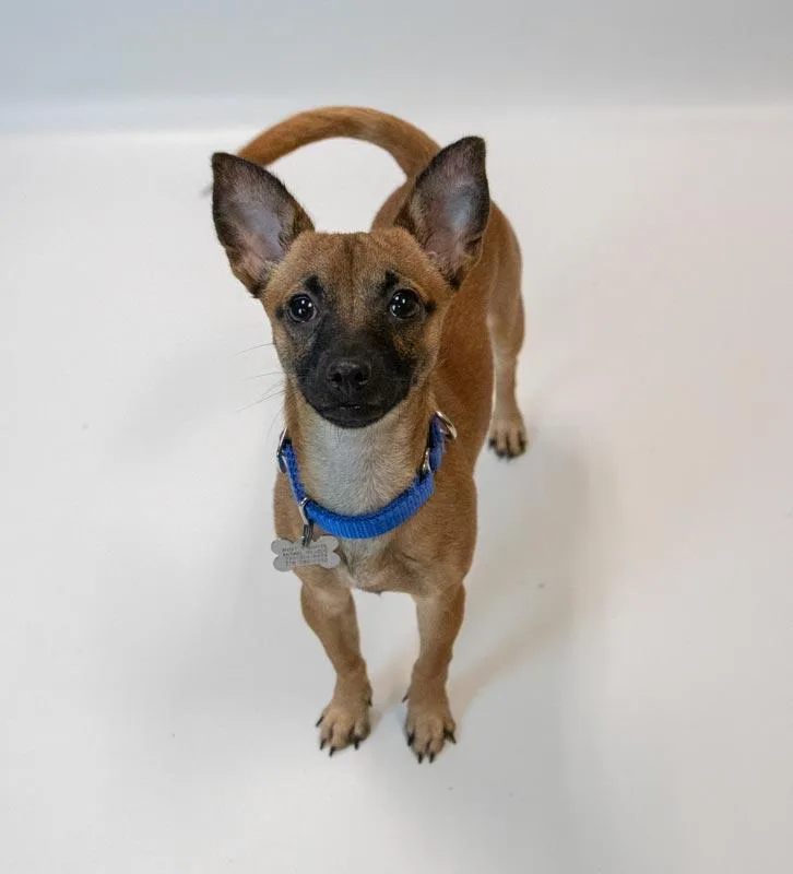 A young small-sized male Chihuahua dog named Buster for adoption in Kennesaw, GA