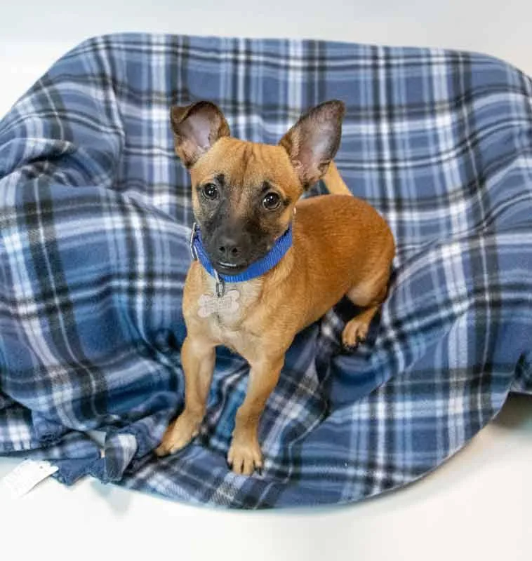 Buster thumbnail 2