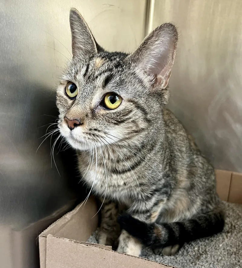 A young medium-sized female Tabby (Gray / Blue / Silver) Domestic Short Hair cat named Clementine for adoption in Seville, OH