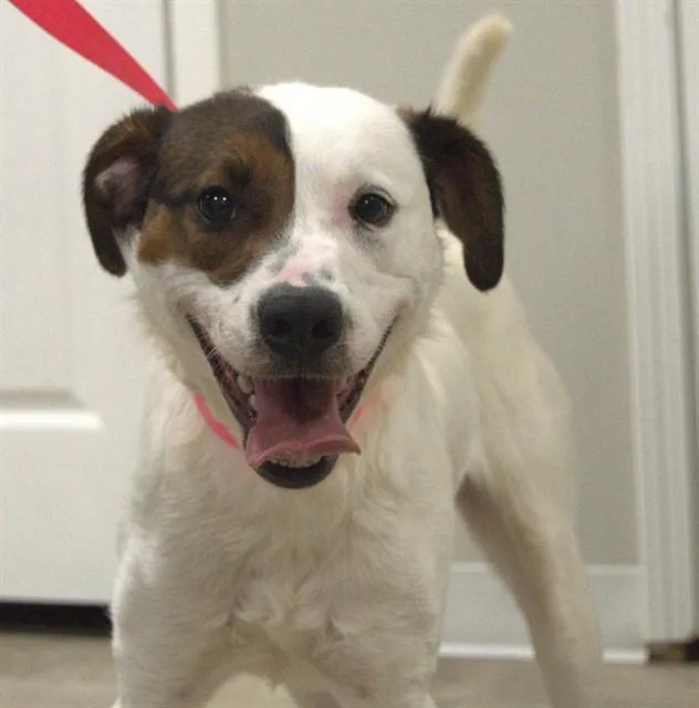A young medium-sized male Pit Bull Terrier dog named Burk for adoption in Cookeville, TN