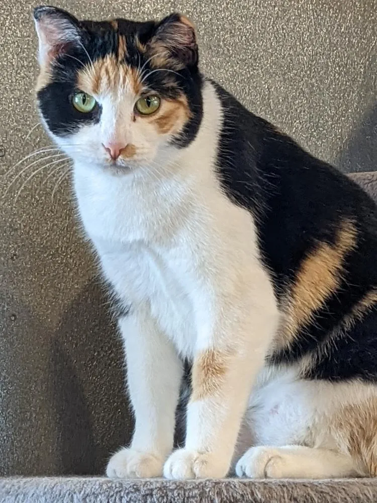 An adult medium-sized female American Shorthair cat named Stella for adoption in Milbank, SD