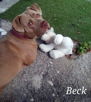 Beck thumbnail 3