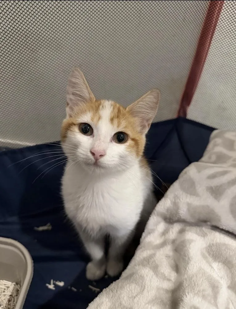 A baby small-sized female Domestic Short Hair cat named Taylor for adoption in Marietta, GA