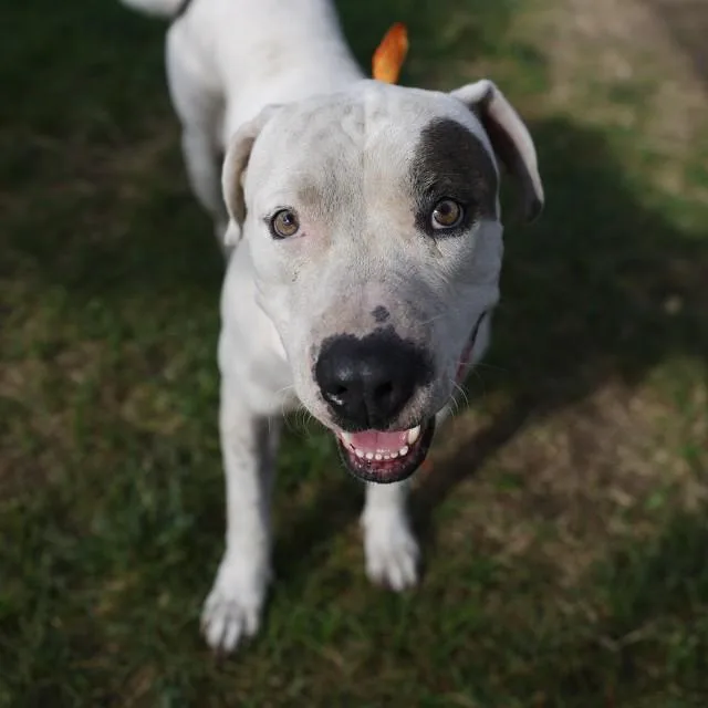 An adult large-sized male American Staffordshire Terrier dog named Tulio for adoption in San Antonio, TX
