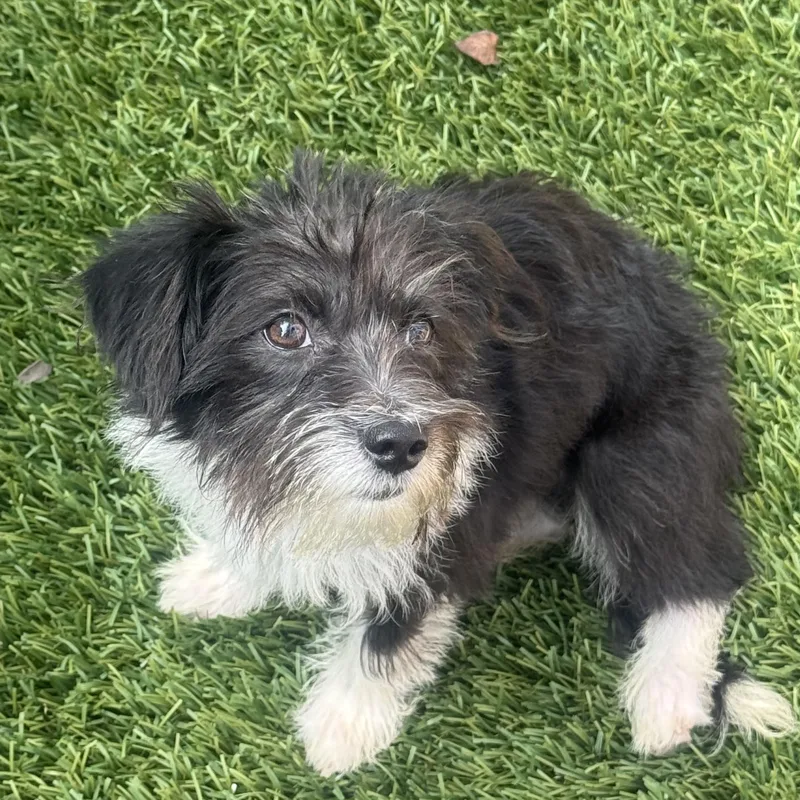 Gigi
