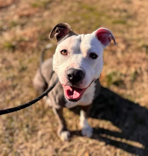 An adult medium-sized female Pit Bull Terrier dog named Daisy for adoption in Charlotte, NC